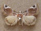 Eublemmoides apicimacula